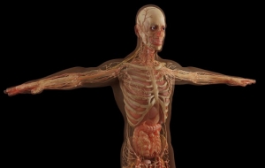 7 febbraio. L’insegnamento dell’anatomia pre e postlaurea, dal micro al macro e dalla realtà virtuale al cadaver lab