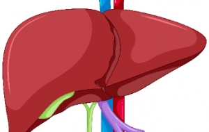 28 giugno. II trapianto epatico nelle metastasi al fegato dei tumori solidi: realtà e prospettive